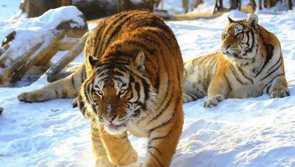 全球老虎日的由来是什么？这一节日设立的意义是什么？