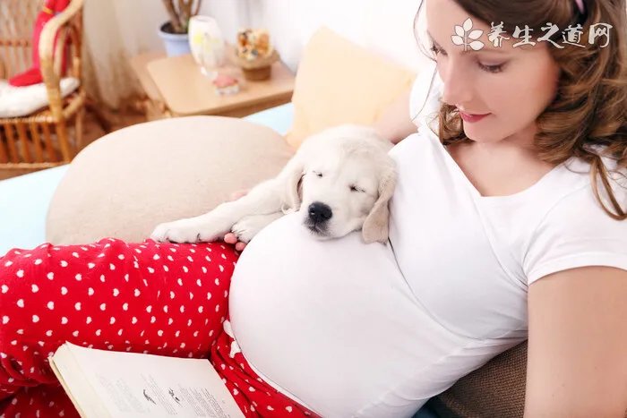 小白熊狗是什么品种