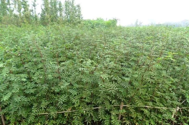 种花椒前景如何?