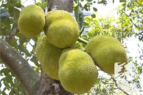  菠萝蜜核有什么功效