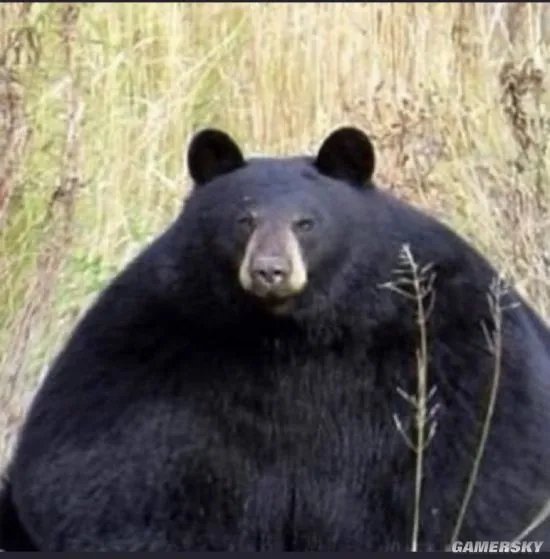 美国动物园举办“胖熊”比赛 冬眠前后对比照惊人