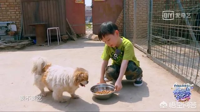 邓莎家的大麟子你们喜欢吗？