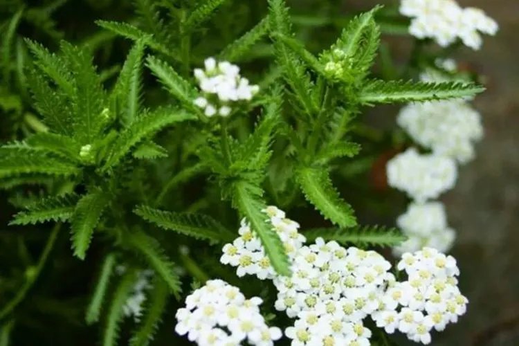 中药一枝蒿图片