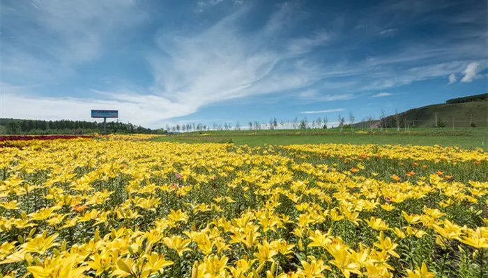 萱草花语 萱草花语是什么