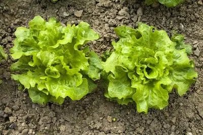 心律不齐患者吃什么 盘点心律不齐的饮食注意事项