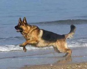 德国牧羊犬起什么名字好？