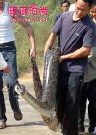 不可思议！广西竟挖出140岁蛇精全过程（图文）