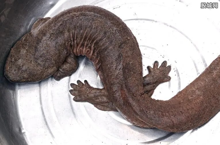 娃娃鱼多少钱一斤 娃娃鱼有什么营养价值