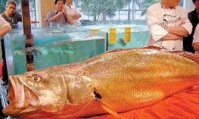 金钱猛鱼图片价格多少钱一斤 吃金钱猛鱼有什么功效