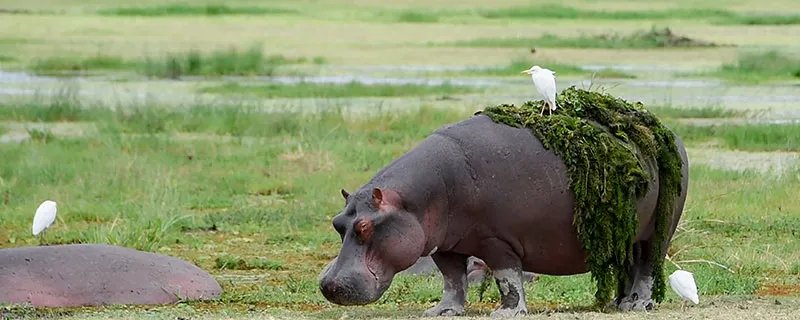 倭河马的特点 倭河马是河马吗