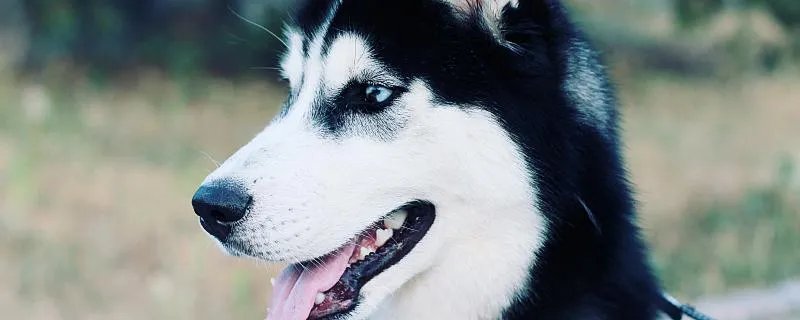 狗狗名字霸气独特 狗狗取名大全霸气十足