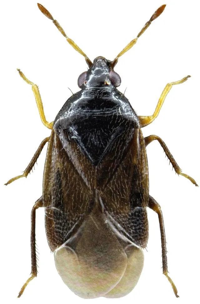 各种益虫大全图片？