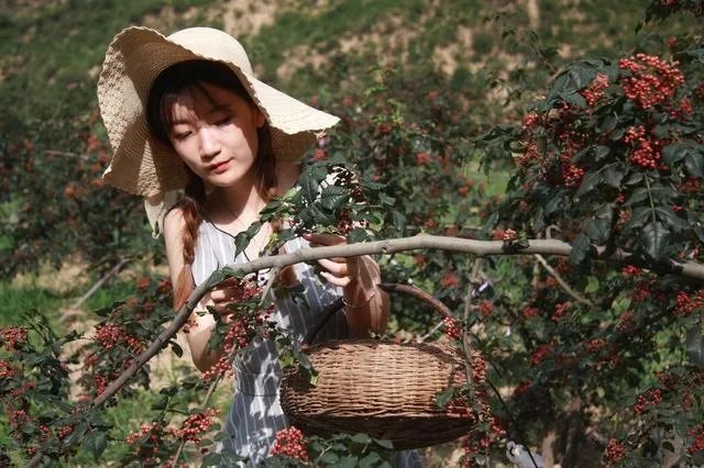 种花椒前景如何?