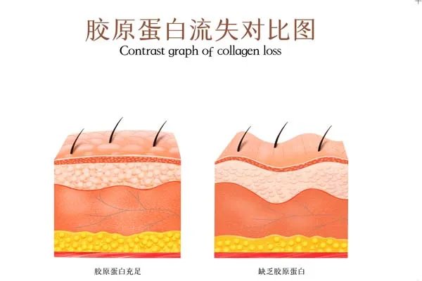 胶原蛋白的作用