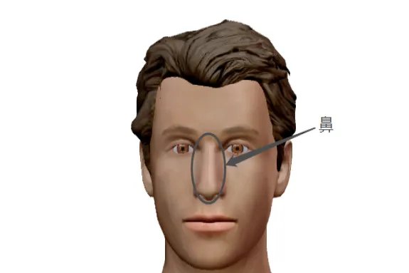 头部的各个部位详细图