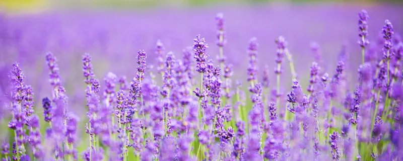 普罗旺斯是哪个国家的 普罗旺斯是哪个国家的哪个城市