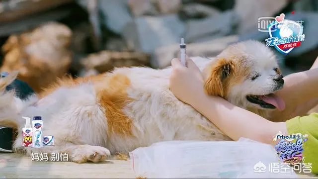 邓莎家的大麟子你们喜欢吗？