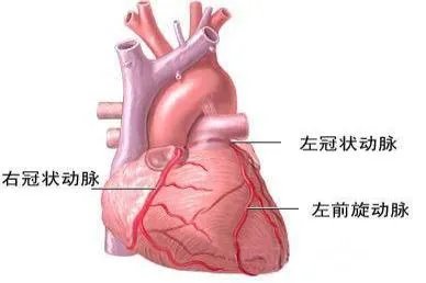 心脏三大血管的分布图