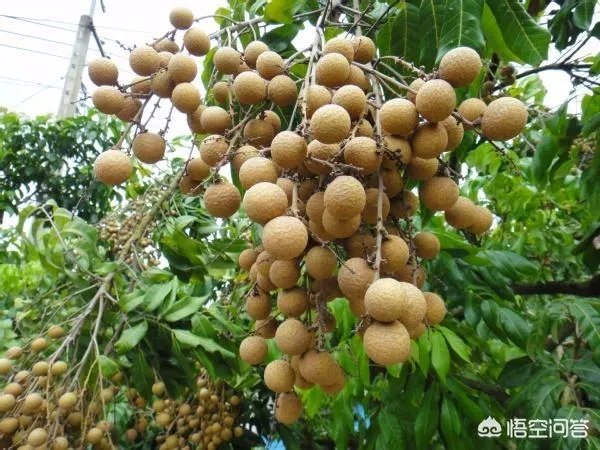 中国最出名的龙眼产地是哪里