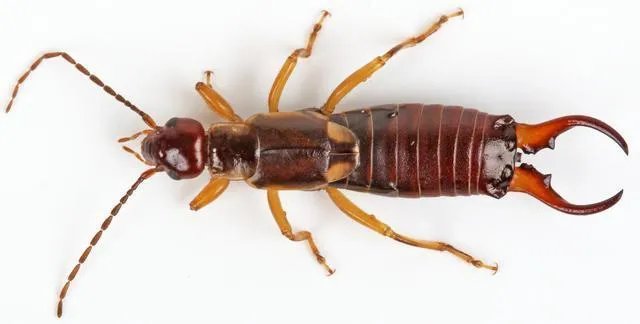 各种益虫大全图片？