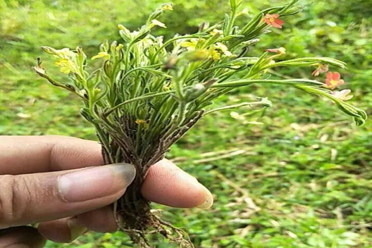 独脚金草药图片大全