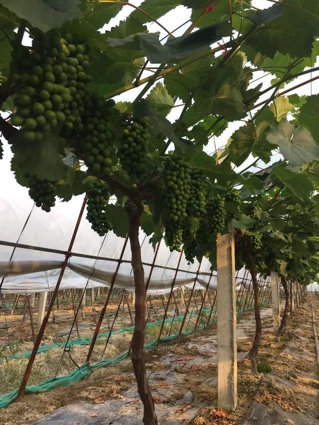 集安葡萄为何全国都出名?