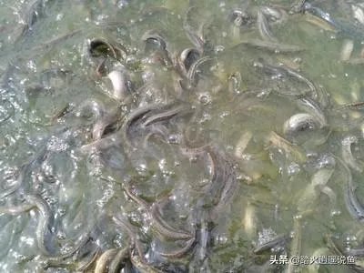 雨后池塘水浑浊怎么处理？