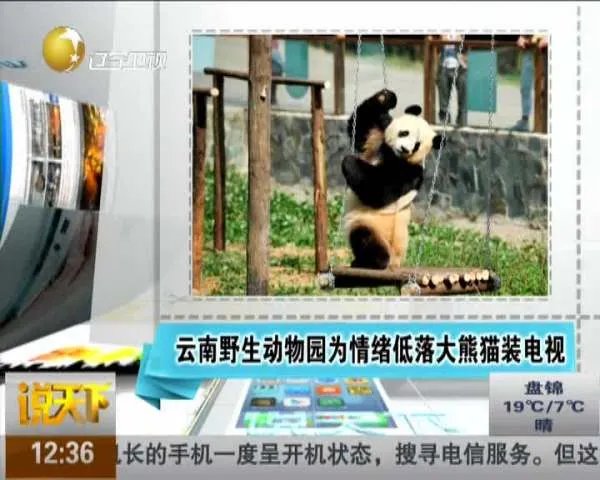 熊猫被逼坐台的简介