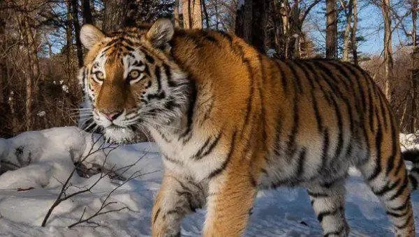 全球老虎日的由来是什么？这一节日设立的意义是什么？