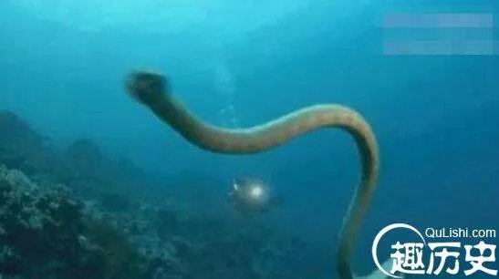 盘点蛇类的世界之最，最大的蛇亚马逊巨蟒即将灭绝