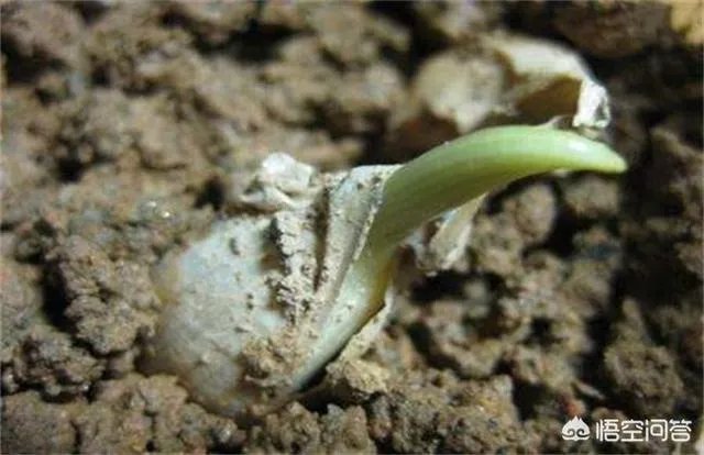 大蒜种植用什么肥料？