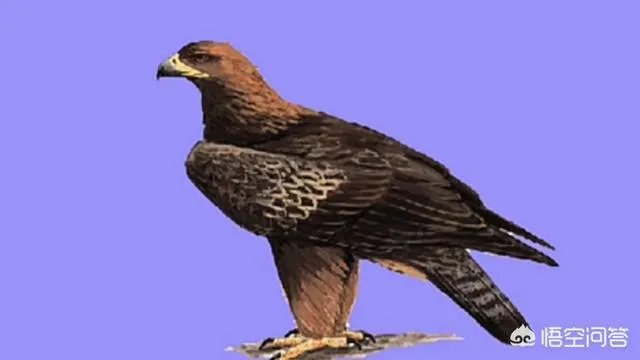 金雕有多大？能把人抓上天吗？