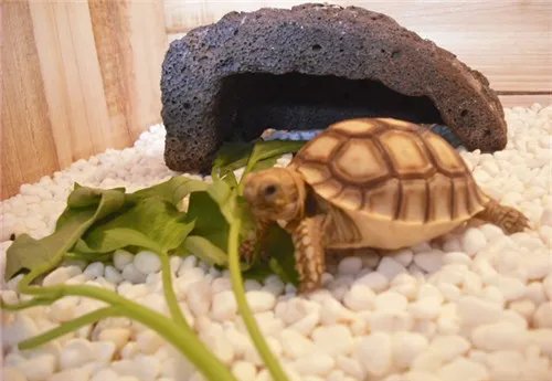 苏卡达陆龟如何饲养 饲养苏卡达陆龟的6个方法