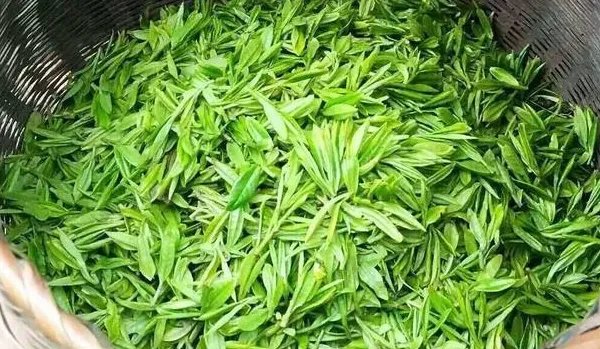 绿茶是什么？