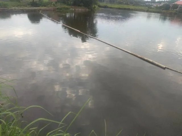 雨后池塘水浑浊怎么处理？