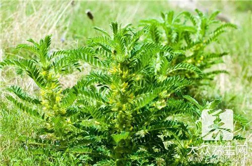 黄芪颗粒功效及副作用