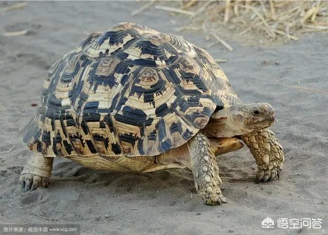 如何看待泰国女子养豹当宠物称是朋友这件事？