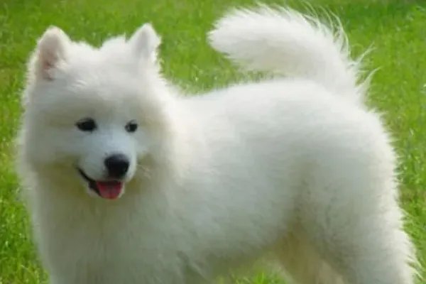 狗的种类介绍及图片