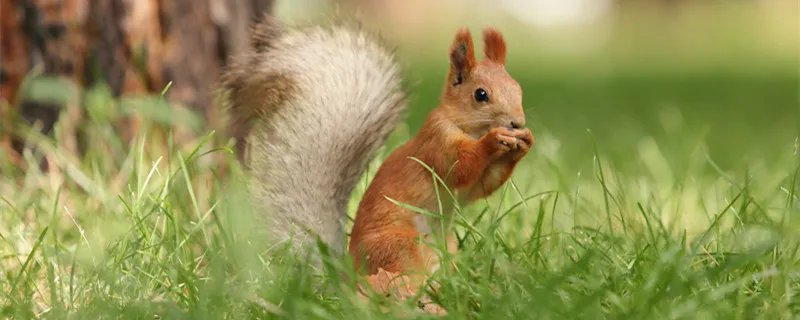 松鼠的特点 松鼠的特点有哪些
