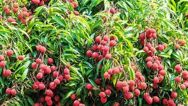 番荔枝吃了有什么好处 番荔枝怎么吃