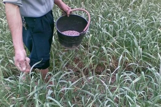 大蒜种植用什么肥料？