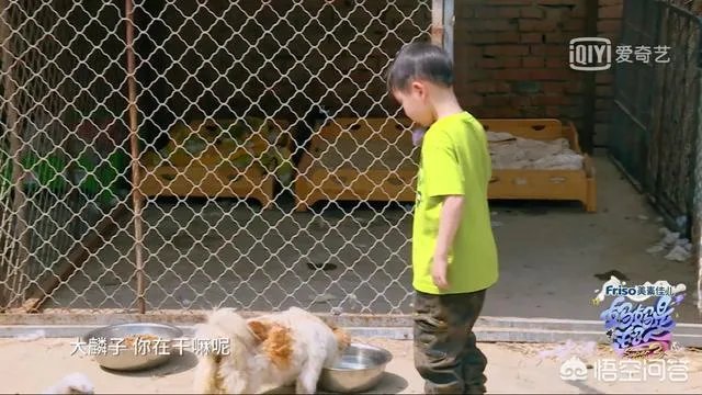 邓莎家的大麟子你们喜欢吗？