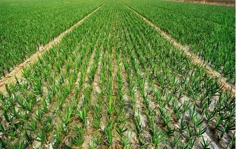 大蒜种植用什么肥料？