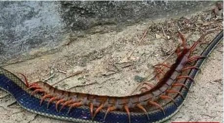 世界上最大的蜈蚣 目前发现的最大一只更是长达0.6米