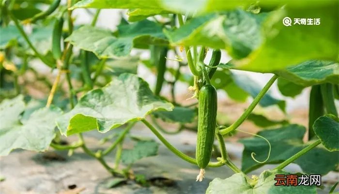 立夏下雨有说法吗 立夏下雨有什么说法