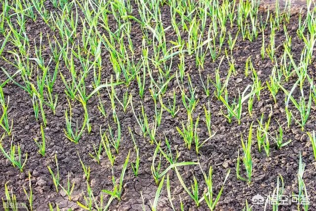 大蒜种植用什么肥料？