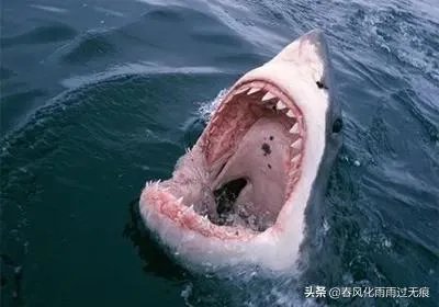 世界上牙齿最多的动物是什么？