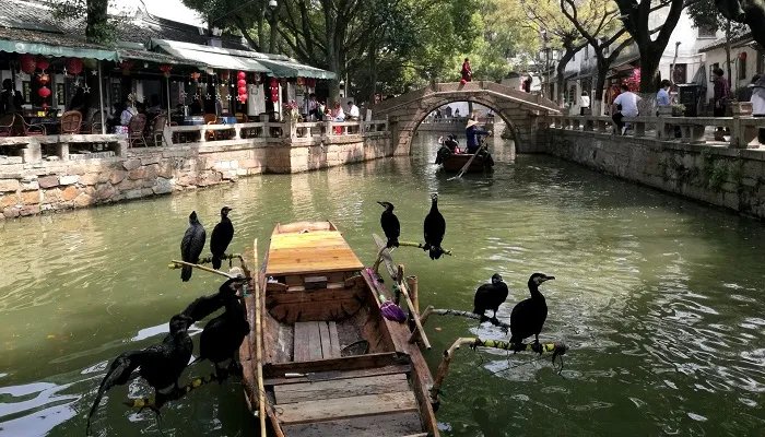 乌鸦反哺的故事