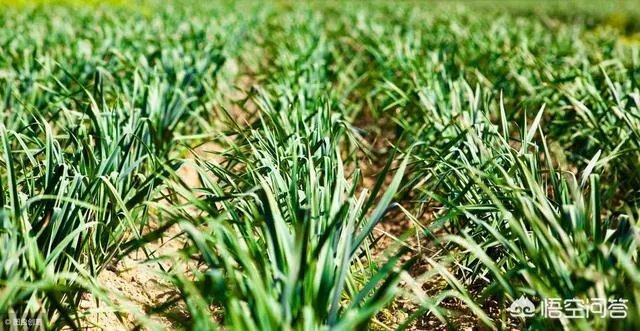 大蒜种植用什么肥料？