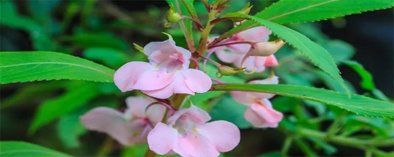 凤仙花生长过程 凤仙花的生长过程